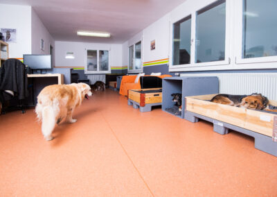 Anihome | Professionelle Hundepension Bedienung
