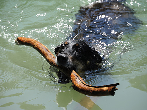 Hund im Wasser mit Stock